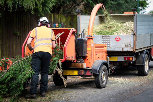 Best Tree Clearing Services  in Catlin, IL